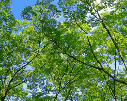 tree-woods_00002