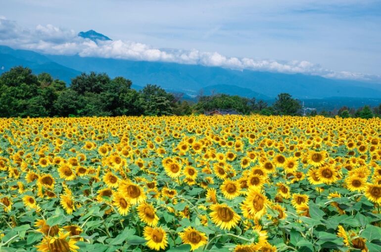 夏季休業