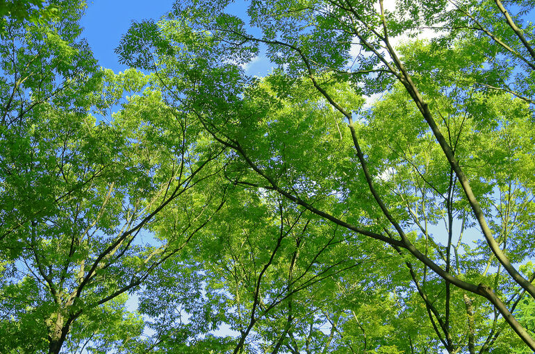 tree-woods_00002